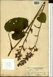 Ligularia fischeri (Ledeb.) Turcz., Siberia, Russian Far East (S6) (Russia)