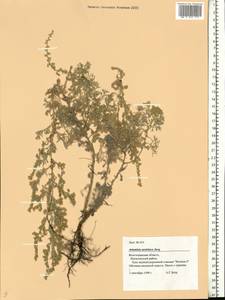 Artemisia austriaca Jacq., Eastern Europe, Lower Volga region (E9) (Russia)