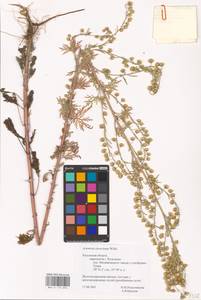 Artemisia sieversiana Ehrh. ex Willd., Eastern Europe, Central region (E4) (Russia)