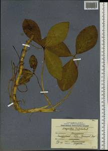 Menyanthes trifoliata L., Siberia, Western Siberia (S1) (Russia)