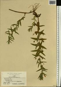 Gratiola officinalis L., Eastern Europe, Central region (E4) (Russia)