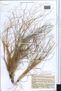 Stipagrostis pennata (Trin.) De Winter, Eastern Europe, Lower Volga region (E9) (Russia)