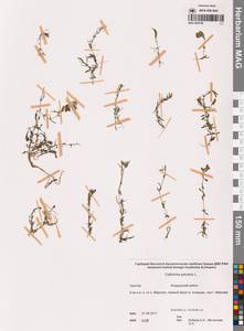 Callitriche palustris L., Siberia, Chukotka & Kamchatka (S7) (Russia)