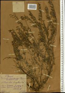 Astragalus varius S.G.Gmel., Eastern Europe, Central forest-and-steppe region (E6) (Russia)