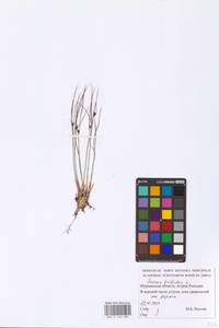 Oreojuncus trifidus (L.) Záv. Drábk. & Kirschner, Eastern Europe, Northern region (E1) (Russia)