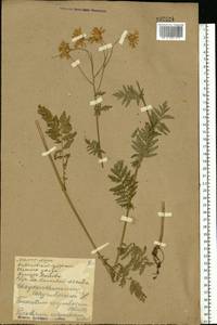 Tanacetum corymbosum subsp. corymbosum, Eastern Europe, North Ukrainian region (E11) (Ukraine)