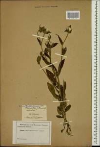 Helminthotheca echioides (L) Holub, Caucasus (no precise locality) (K0)