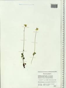 Parnassia palustris L., Siberia, Baikal & Transbaikal region (S4) (Russia)