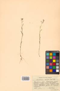 Dontostemon dentatus (Bunge) C. A. Mey. ex Ledeb., Siberia, Russian Far East (S6) (Russia)