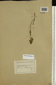 Teucrium chamaedrys L., Eastern Europe, Western region (E3) (Russia)