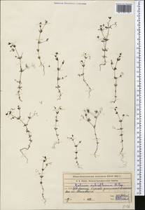 Galium tenuissimum M.Bieb., Middle Asia, Western Tian Shan & Karatau (M3) (Kazakhstan)