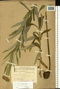Jacobaea paludosa subsp. lanata (Holub) B. Nord., Eastern Europe, Volga-Kama region (E7) (Russia)