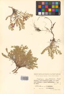 Oxytropis kamtschatica Hultén, Siberia, Chukotka & Kamchatka (S7) (Russia)