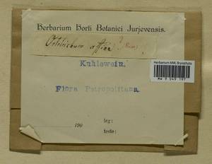 Lewinskya affinis (Brid.) F. Lara, Garilleti & Goffinet, Bryophytes, Bryophytes - Karelia, Leningrad & Murmansk Oblasts (B4) (Russia)