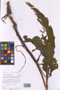 Rumex patientia L., Eastern Europe, Moscow region (E4a) (Russia)