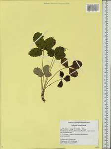 Fragaria viridis Duchesne, Eastern Europe, Eastern region (E10) (Russia)