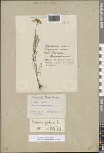 Cardamine pratensis subsp. dentata (Schult.) Čelak., Eastern Europe (no precise locality) (E0) (Russia)