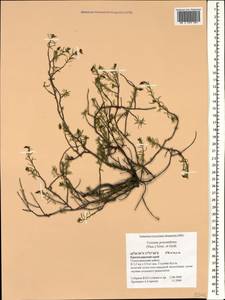 Fumana procumbens, Caucasus, Black Sea Shore (from Novorossiysk to Adler) (K3) (Russia)