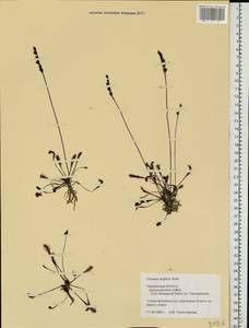 Drosera × anglica Huds., Eastern Europe, Western region (E3) (Russia)