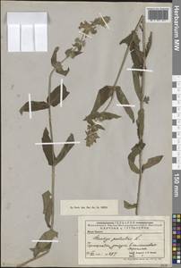 Stachys palustris L., Middle Asia, Caspian Ustyurt & Northern Aralia (M8) (Kazakhstan)