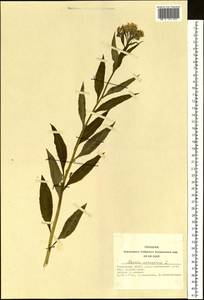 Senecio nemorensis L., Siberia, Altai & Sayany Mountains (S2) (Russia)