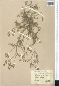 Astragalus hamosus L., Middle Asia, Kopet Dag, Badkhyz, Small & Great Balkhan (M1) (Turkmenistan)