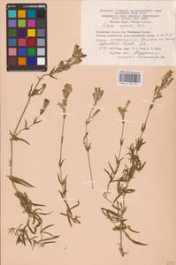 Silene repens Patrin, Eastern Europe, Eastern region (E10) (Russia)