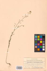 Camelina microcarpa Andrz. ex DC., Eastern Europe, Moscow region (E4a) (Russia)