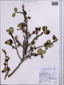 Cotoneaster, Middle Asia, Northern & Central Tian Shan (M4) (Kyrgyzstan)
