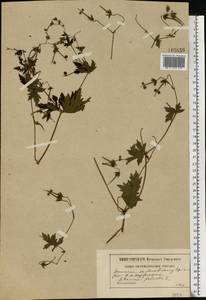 Geranium palustre L., Eastern Europe, Moscow region (E4a) (Russia)