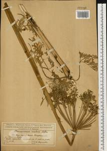 Pleurospermum uralense Hoffm., Eastern Europe, Northern region (E1) (Russia)