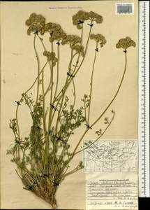 Seseli abolinii (Korovin) Schischk., Mongolia (MONG) (Mongolia)