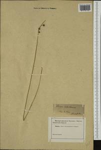 Scirpoides holoschoenus (L.) Soják, Western Europe (EUR) (Not classified)