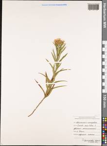 Pentanema ensifolium (L.) D. Gut. Larr., Santos-Vicente, Anderb., E. Rico & M. M. Mart. Ort., Caucasus, North Ossetia, Ingushetia & Chechnya (K1c) (Russia)