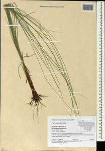 Carex lasiocarpa Ehrh., Eastern Europe, Central region (E4) (Russia)