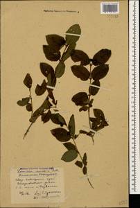 Lonicera caucasica subsp. orientalis (Lam.) D. F. Chamb. & Long, Caucasus, Stavropol Krai, Karachay-Cherkessia & Kabardino-Balkaria (K1b) (Russia)