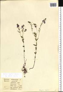 Veronica krylovii Schischk., Siberia, Altai & Sayany Mountains (S2) (Russia)