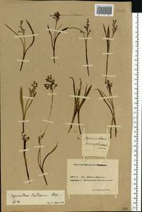 Hyacinthella leucophaea (K.Koch) Schur, Eastern Europe, Rostov Oblast (E12a) (Russia)