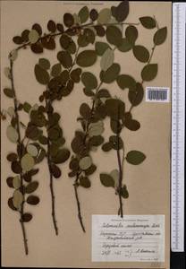 Cotoneaster melanocarpus G. Lodd., Middle Asia, Northern & Central Kazakhstan (M10) (Kazakhstan)