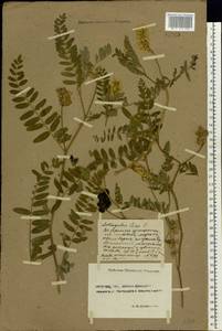 Astragalus cicer L., Eastern Europe, Rostov Oblast (E12a) (Russia)