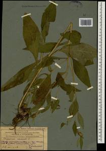 Carpesium cernuum L., Caucasus, Azerbaijan (K6) (Azerbaijan)