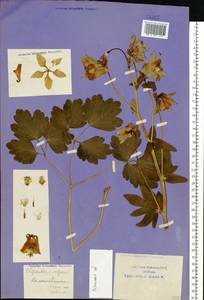 Aquilegia vulgaris L., Eastern Europe, Central region (E4) (Russia)