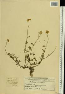 Anthemis arvensis L., Eastern Europe, Moscow region (E4a) (Russia)