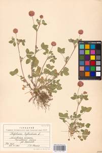 Trifolium hybridum L., Eastern Europe, Moscow region (E4a) (Russia)