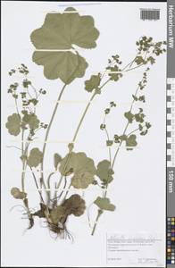 Alchemilla lindbergiana Juz., Eastern Europe, Northern region (E1) (Russia)