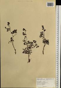 Thalictrum foetidum L., Siberia, Altai & Sayany Mountains (S2) (Russia)