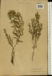 Rhaponticum repens (L.) Hidalgo, Eastern Europe, Lower Volga region (E9) (Russia)