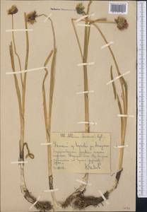 Allium semenovii Regel, Middle Asia, Western Tian Shan & Karatau (M3) (Uzbekistan)