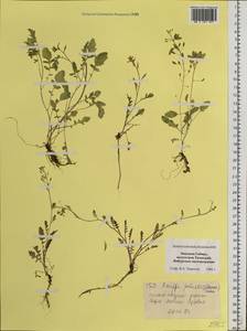 Rorippa palustris (L.) Besser, Siberia, Western Siberia (S1) (Russia)