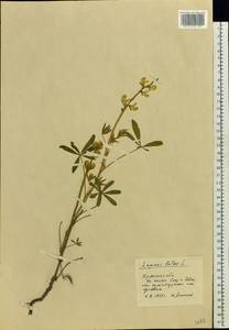 Lupinus luteus L., Eastern Europe, Western region (E3) (Russia)
